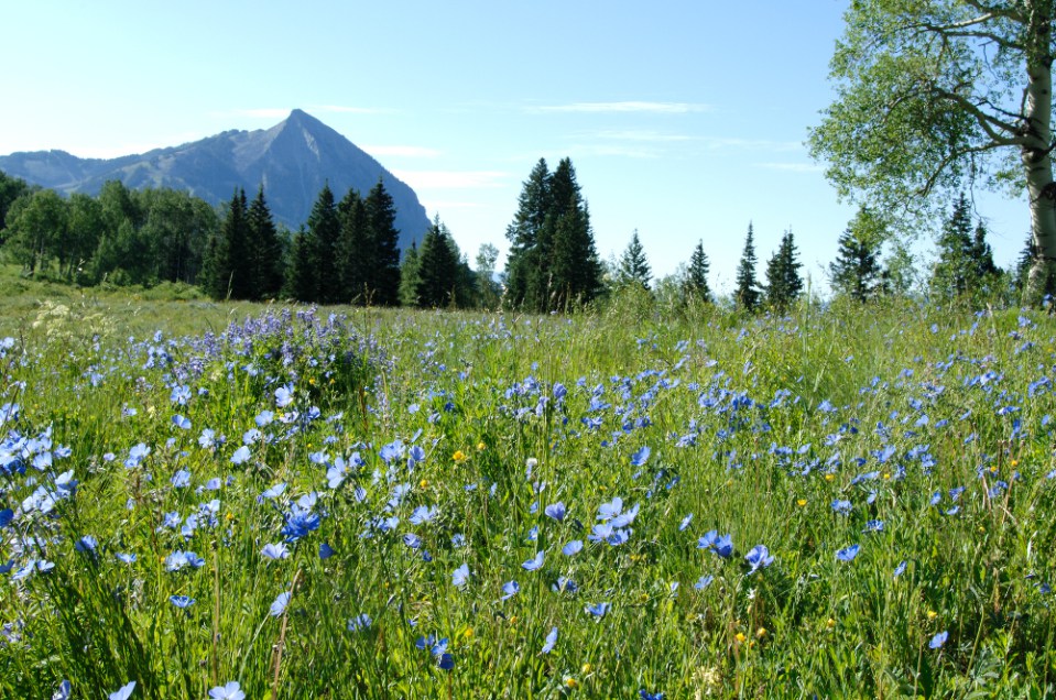 crested butte wildflower festival, crested butte summer vacation