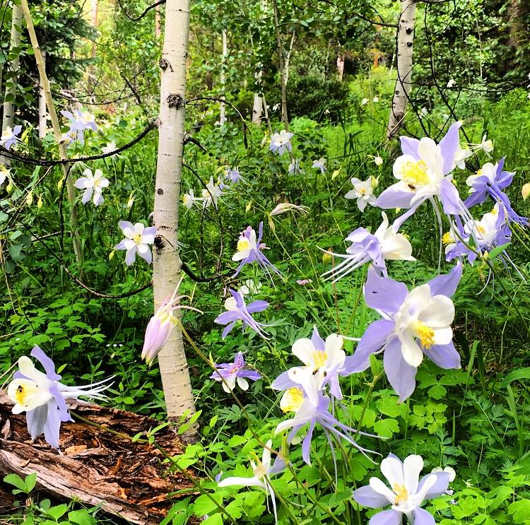 aspen wildflower hikes, colorado's best wildlfower hikes