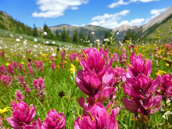 aspen to crested butte wildlfower hike, west maroon pass wildflowers