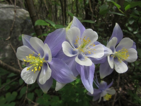 columbine flowers near Crested butte, blue columbine, what is the state flower of Colorado, where the columbines grow, mountain flowers aspen, what does columbine mean, columbine flower facts, do columbines bloom all summer, columbine flower, columbines, colorado state flower