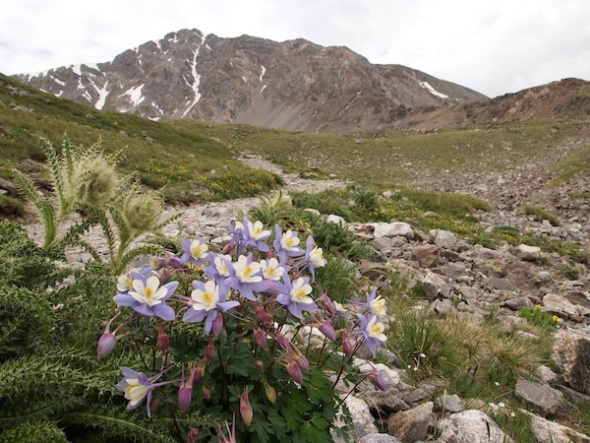 columbine flowers near Crested butte, blue columbine, what is the state flower of Colorado, where the columbines grow, mountain flowers aspen, what does columbine mean, columbine flower facts, do columbines bloom all summer, columbine flower, columbines, colorado state flower