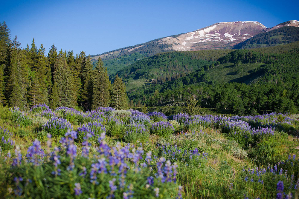 Crested Butte Wildflower Festival
