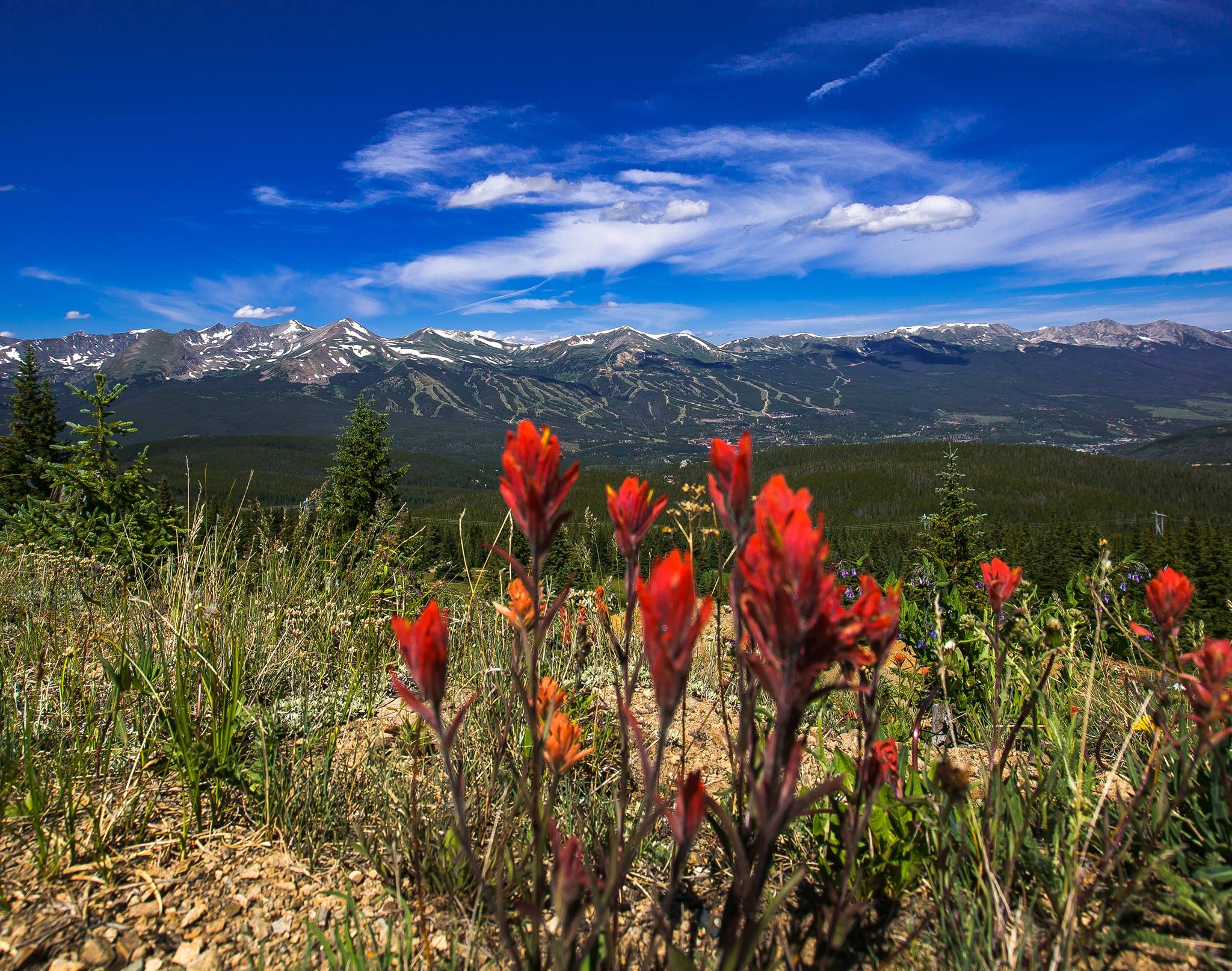 wildflowers breckenridge, little french gulch breckenridge wildflowers