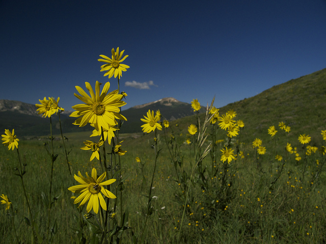 top wildflower hikes in colorado, crested butte wildflowers