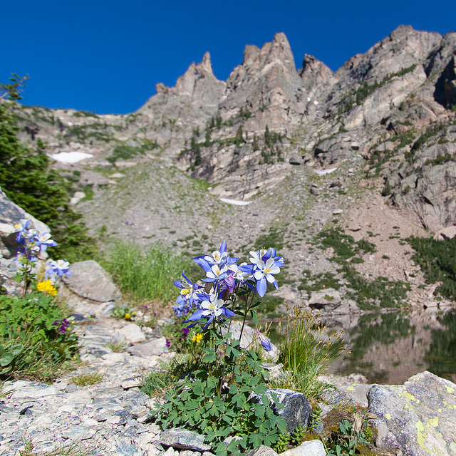 rocky mountain national park wildflower hikes, best hikes in rocky mountain national park for wildflowers, emerald lake wildflowers