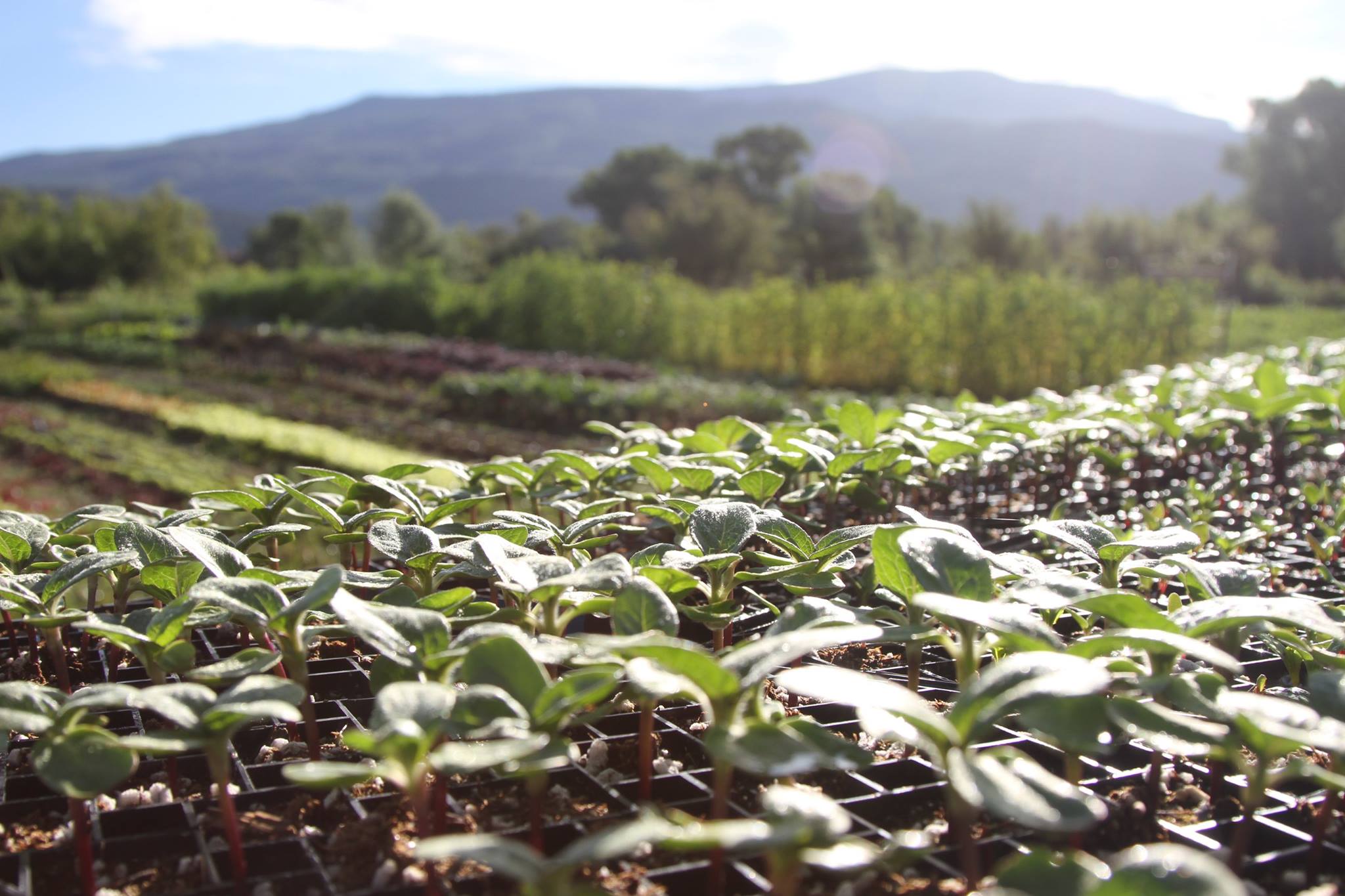 farm to table aspen, farm to table rock bottom ranch aspen, farm to table tuesdays