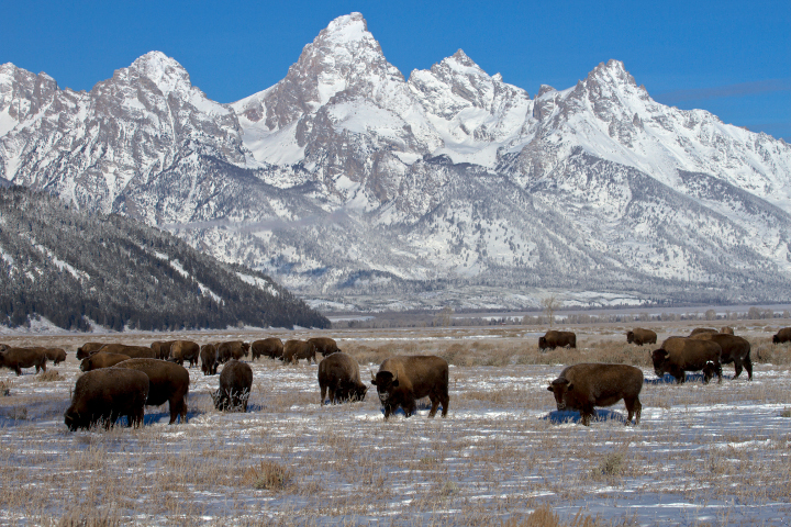 snowmobile in jackson hole